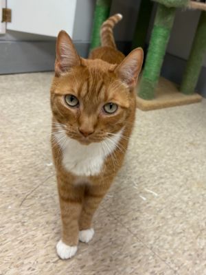 Beans, Adult Male Domestic Short Hair