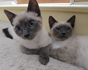 Maby and Bruce Lee are nearly-identical blue-eyed lilac point Siamese kittens who love to wrestle
