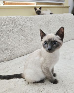 Maby and Bruce Lee are nearly-identical blue-eyed lilac point Siamese kittens who love to wrestle