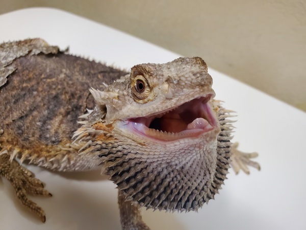 Ozzy