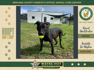 Fisher, Adult Male Mixed Breed