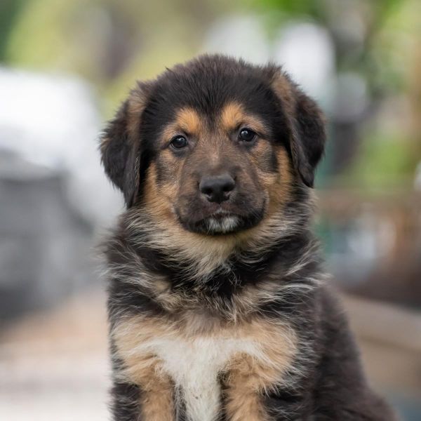 Honey Pup - Clover photo 1