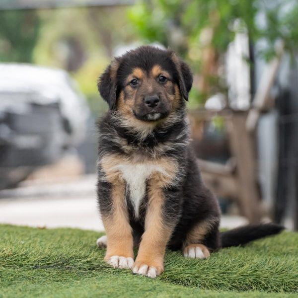 Honey Pup - Clover thumbnail 4