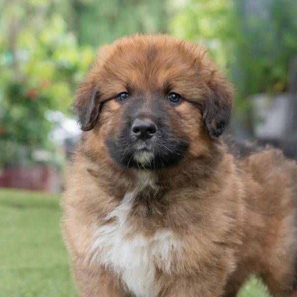 Honey Pup - Buckwheat photo 1