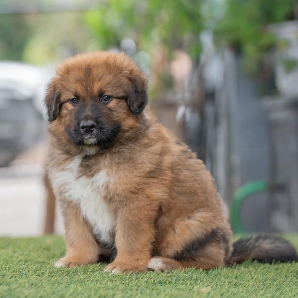 Honey Pup - Buckwheat thumbnail 2