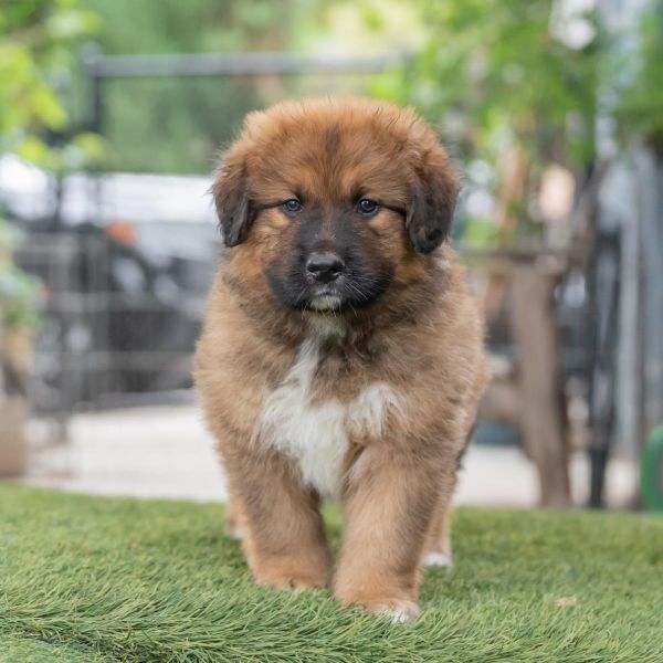 Honey Pup - Buckwheat thumbnail 3