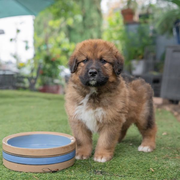 Honey Pup - Buckwheat thumbnail 4