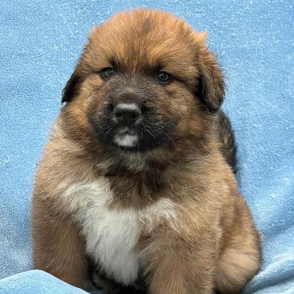 Honey Pup - Buckwheat thumbnail 6
