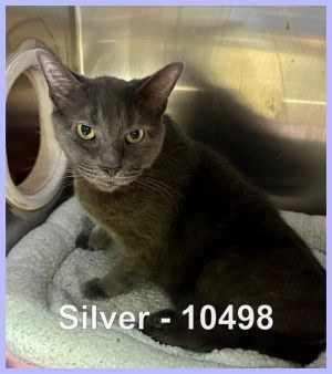 Primary Color Grey Weight 10lbs Age 5yrs 0mths 1wks Animal has been Neutered