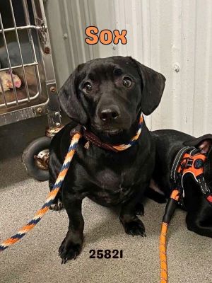 Primary Color Black Weight 25lbs Age 1yrs 1mths 1wks Animal has been Neutered