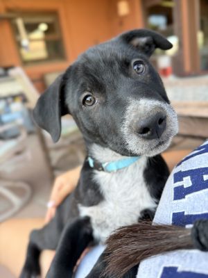 Confetti, Young Male Australian Cattle Dog / Blue Heeler