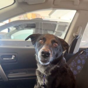 Darla, Young Female Australian Cattle Dog / Blue Heeler