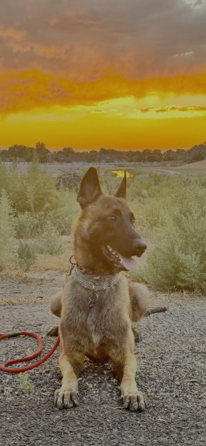 Braveheart, Adult Male Belgian Shepherd / Malinois