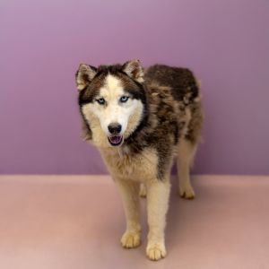 Primary Color Black Secondary Color White Weight 63lbs Age 5yrs 5mths 1wks Animal has been Neute