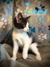 Zander photo 1