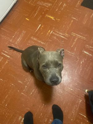 Zelda, Adult Female unknown
