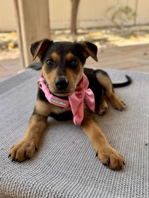 Dakota, Baby Female unknown