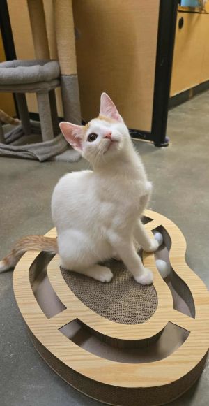 Cyclops, Young Male Domestic Short Hair