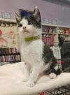 SKU (Available for pre-adoption) photo 1