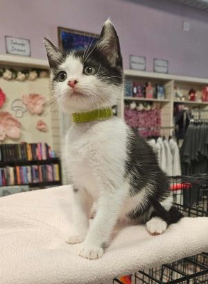 SKU (Available for pre-adoption), Young Male Domestic Short Hair