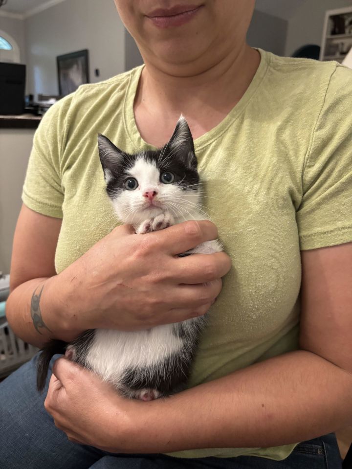 SKU (Available for pre-adoption) 2