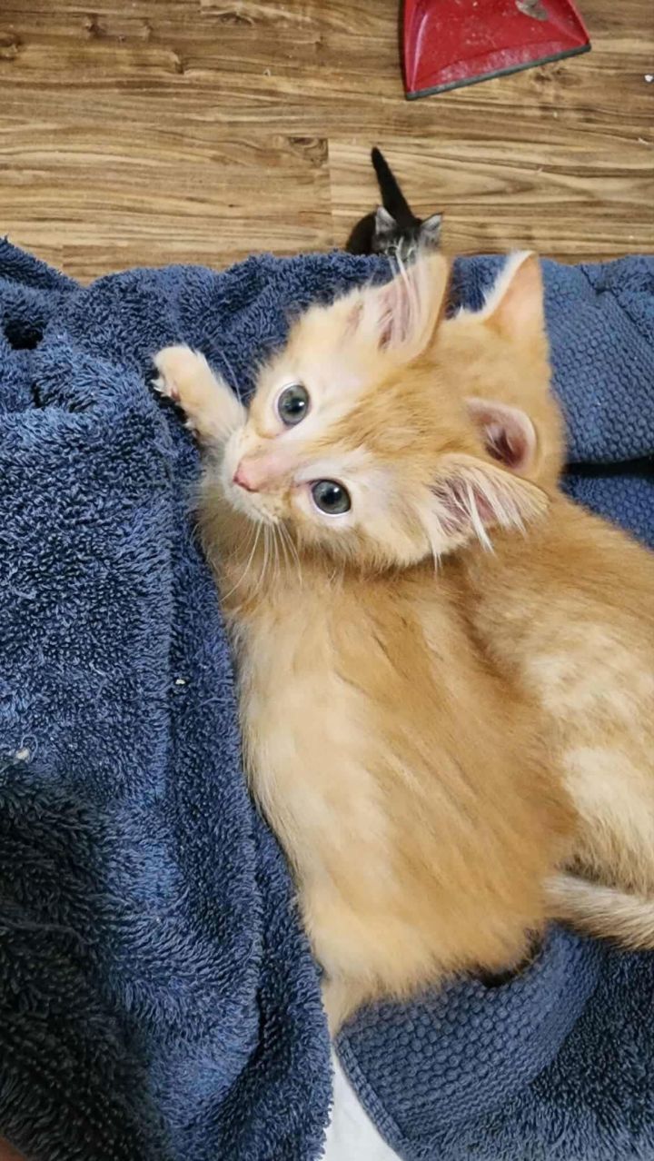 Bingo (Available for pre-adoption) 1