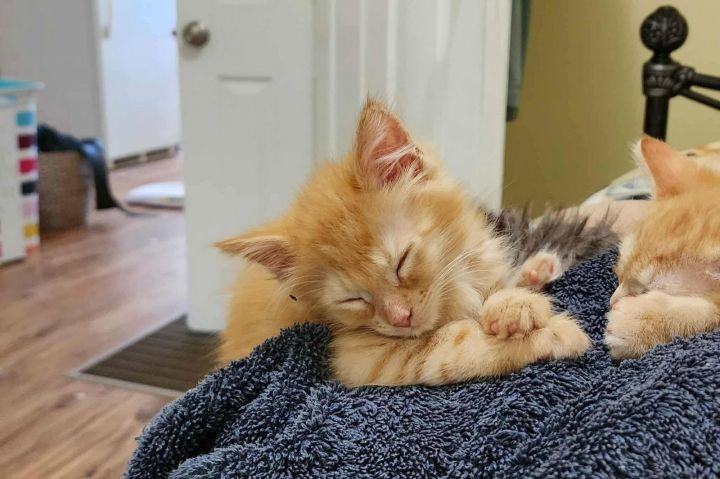 Bingo (Available for pre-adoption) 2