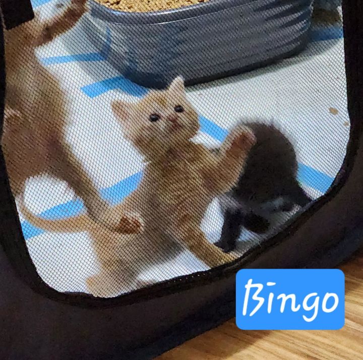 Bingo (Available for pre-adoption) 3