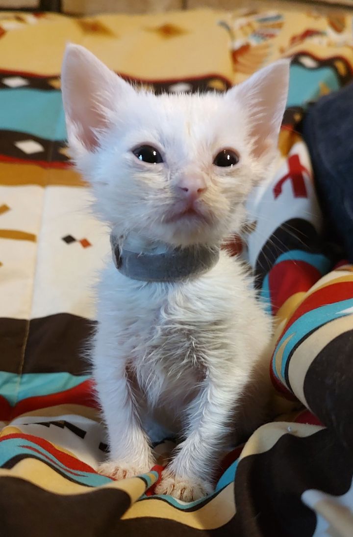 Duffle (Available for pre-adoption) 2