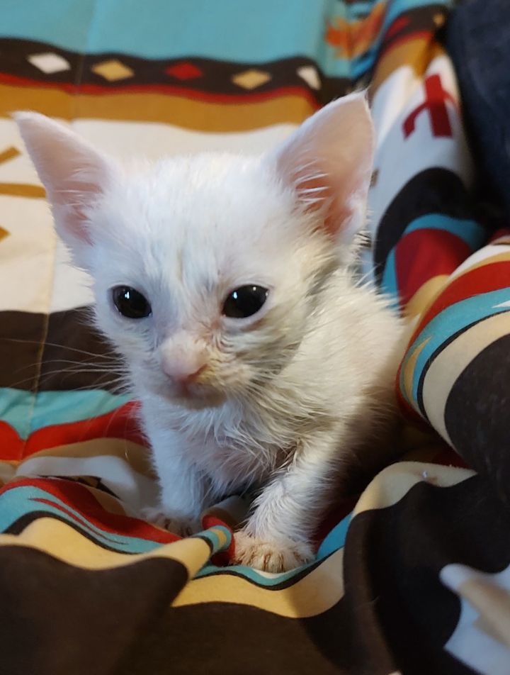 Duffle (Available for pre-adoption) 3