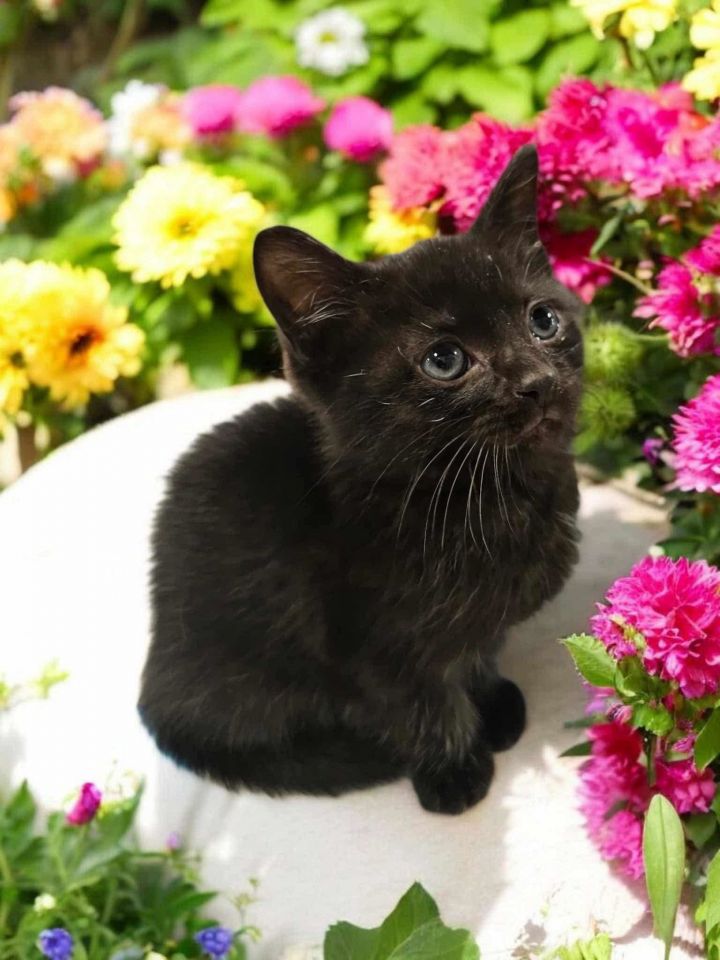 Premeditation (Available for pre-adoption) 1