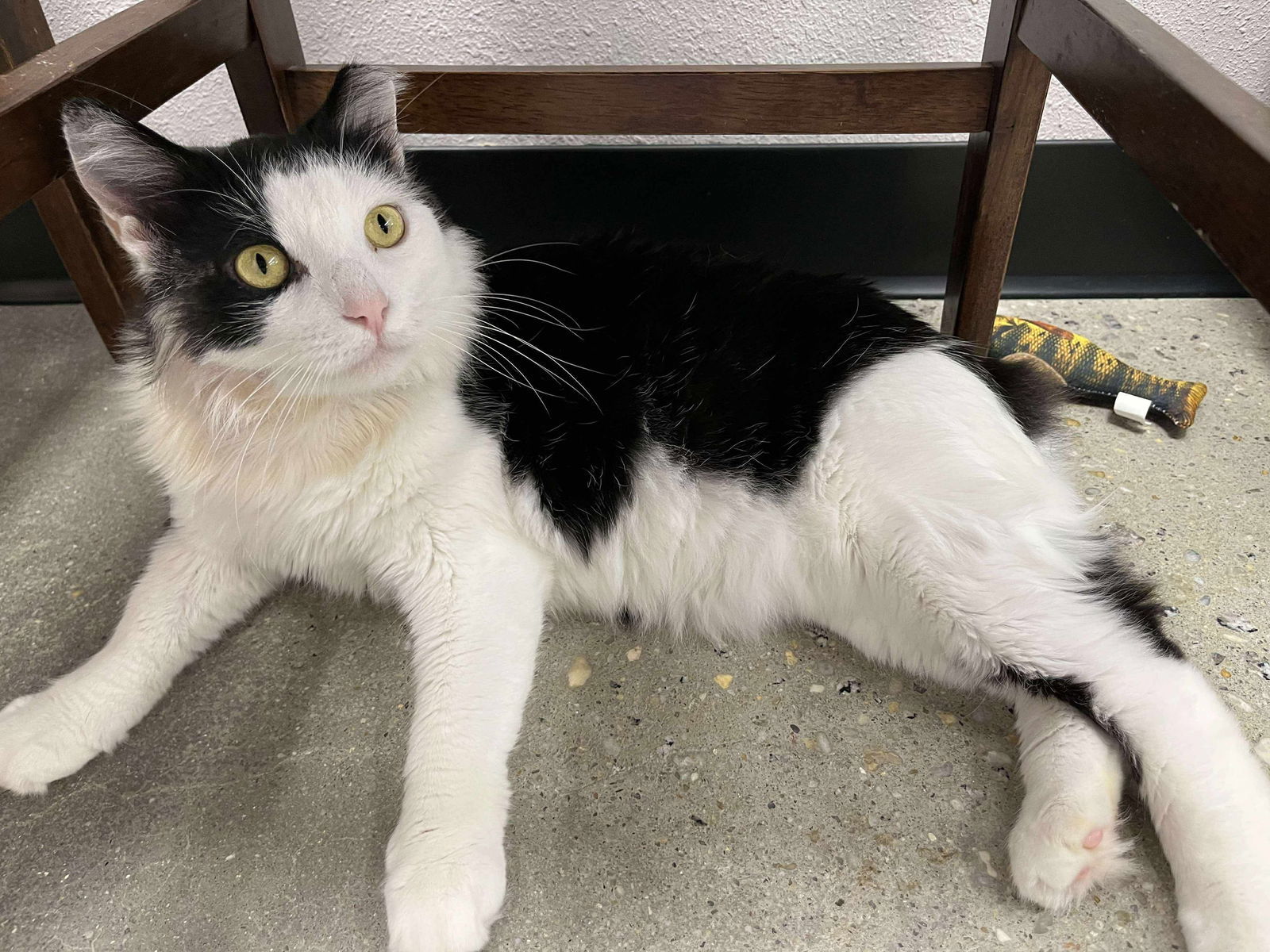 Silly, an adoptable Cymric in Camden, SC, 29021 | Photo Image 1