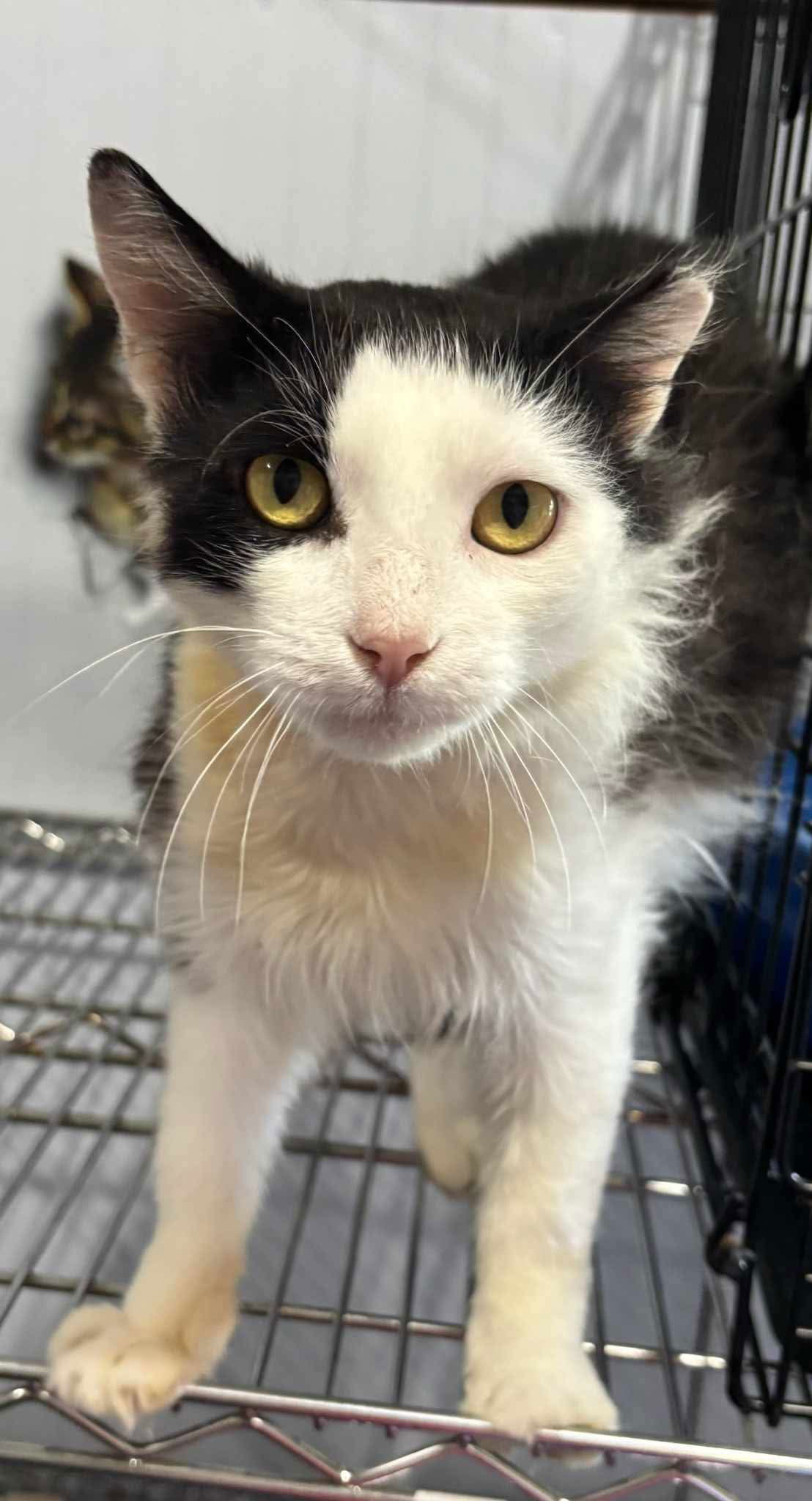 Silly, an adoptable Cymric in Camden, SC, 29021 | Photo Image 2