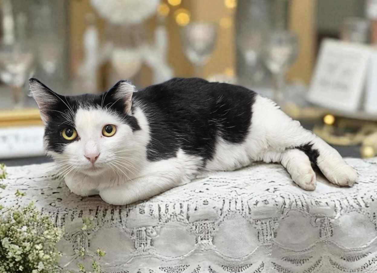 Silly, an adoptable Cymric in Camden, SC, 29021 | Photo Image 2