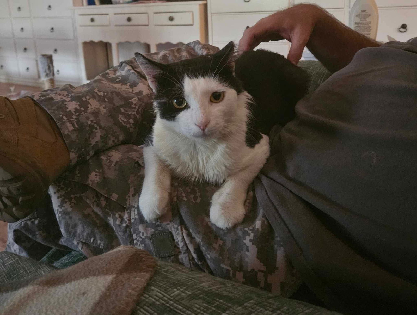 Silly, an adoptable Cymric in Camden, SC, 29021 | Photo Image 3