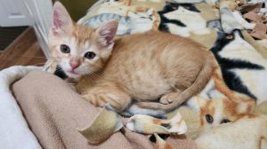 Snooker (Available for pre-adoption), Young Male Domestic Short Hair