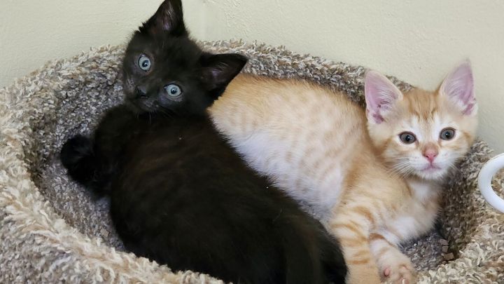 Snooker (Available for pre-adoption) 3