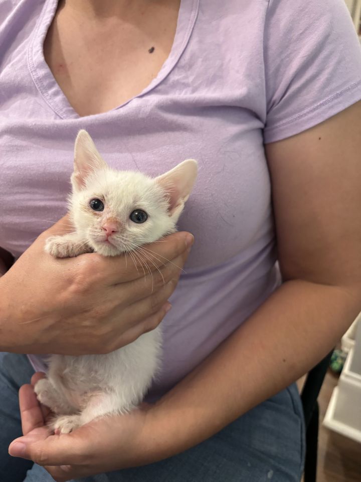 Parcel (Available for pre-adoption) 1