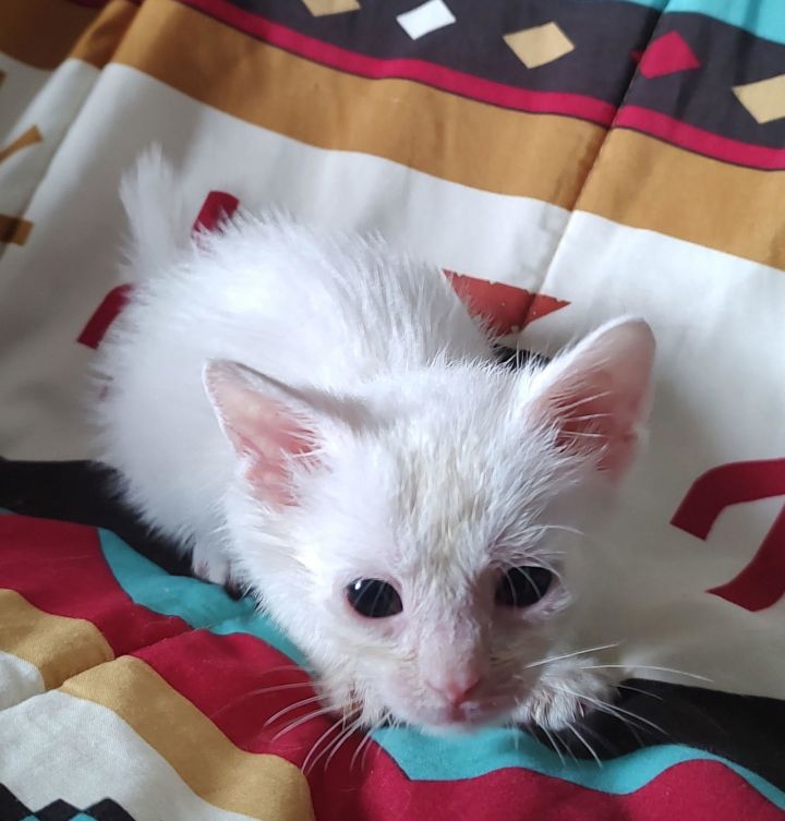 Parcel (Available for pre-adoption) 2
