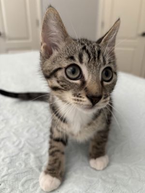 Hawkeye Tabby Cat