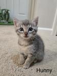sib Haiku Hawkeye Henley Hooligan HummerOur H litter - Haiku Hawkeye Henley Hooligan Humm