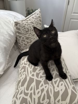 Hooligan Domestic Short Hair Cat