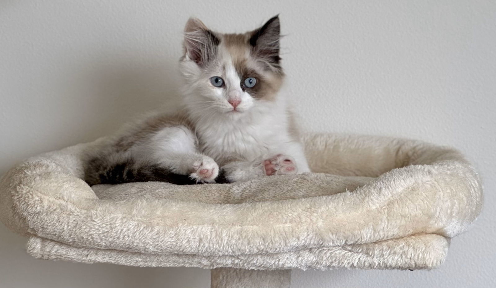 chloe