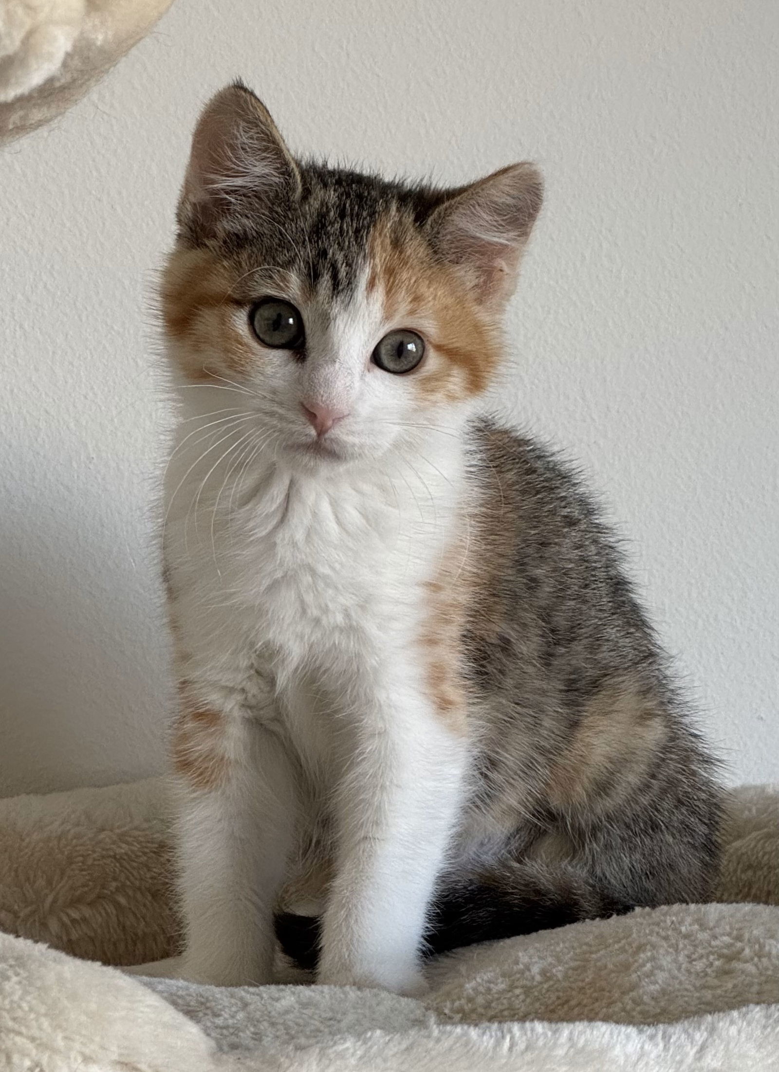 amelia