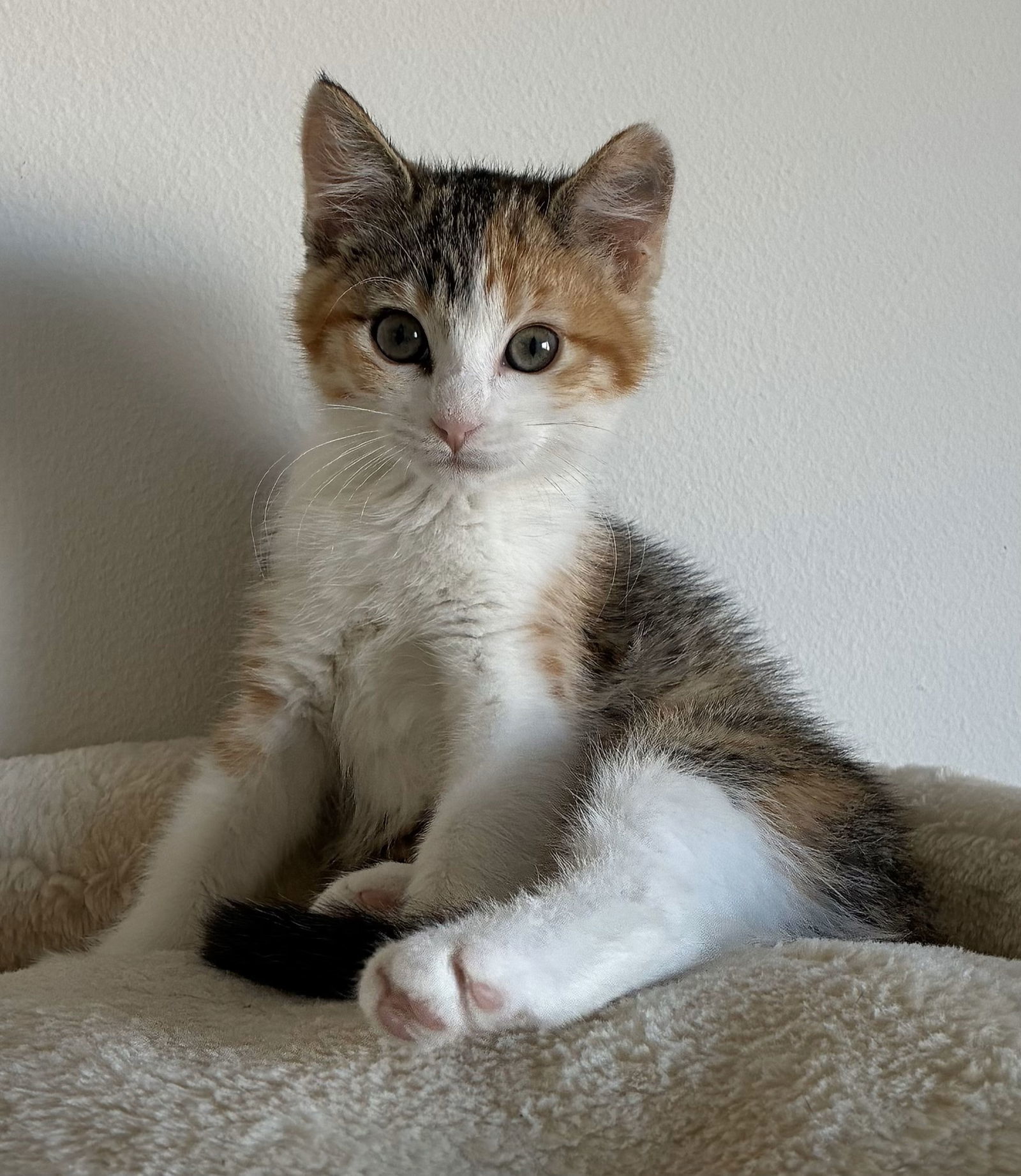 amelia
