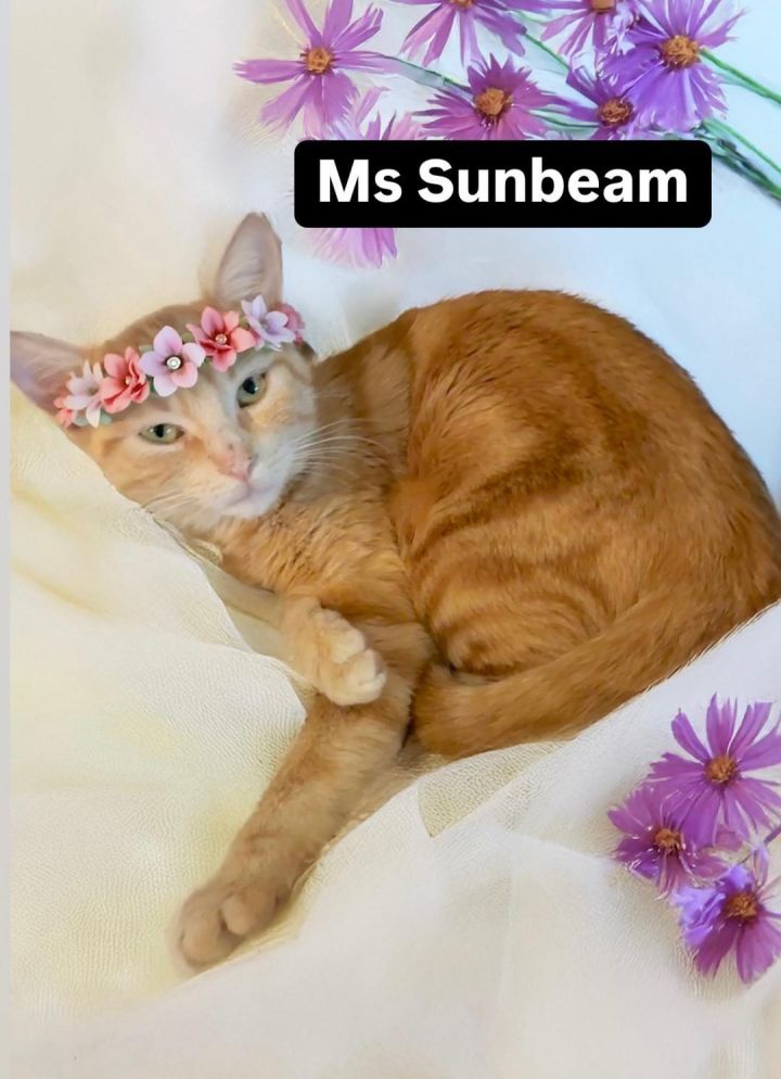 Ms Sunbeam at Martinez Pet Food Express July 26th 1