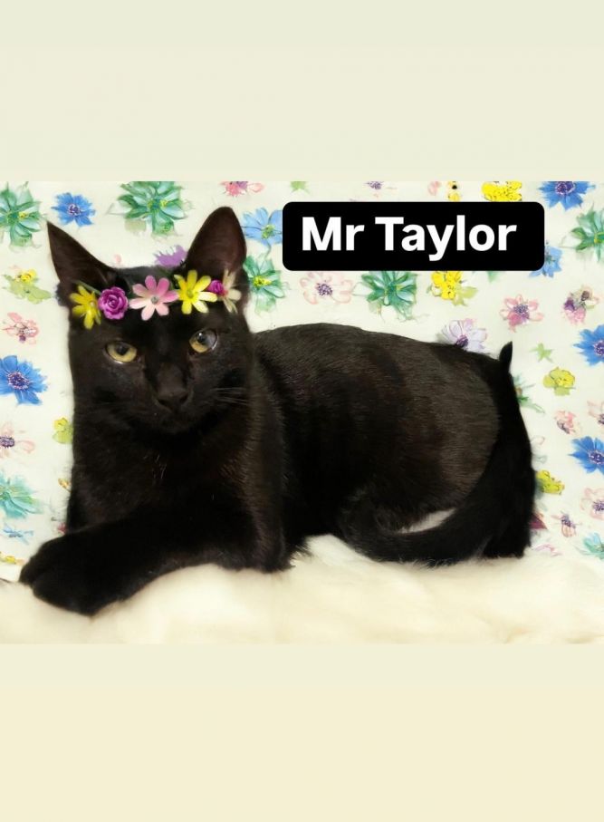 Mr Taylor at Martinez Pet Food Express July 26th