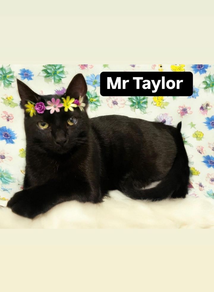 Mr Taylor at Martinez Pet Food Express July 26th 1