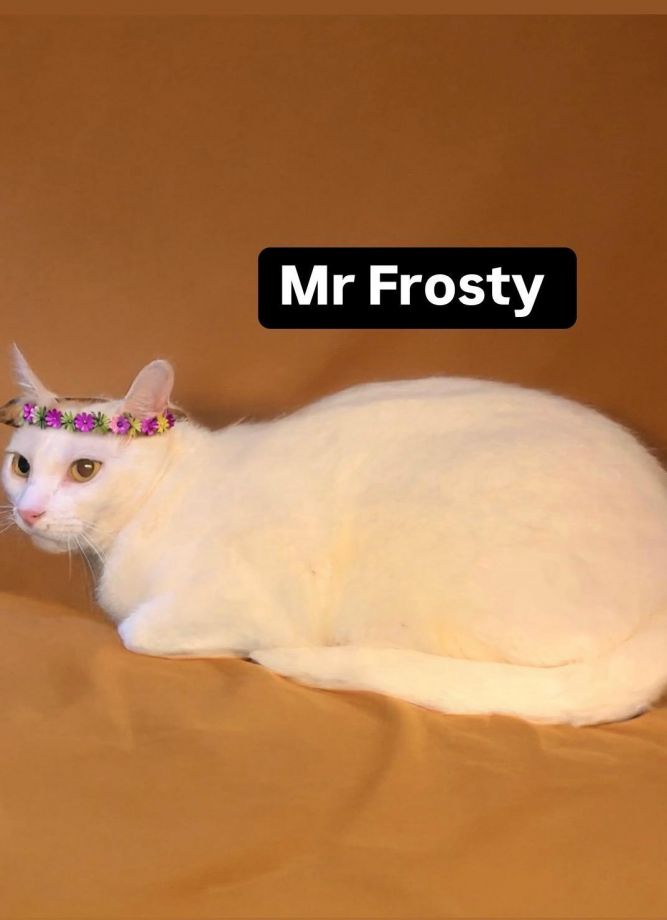 Mr Frosty at Martinez Pet Food Express July 12th