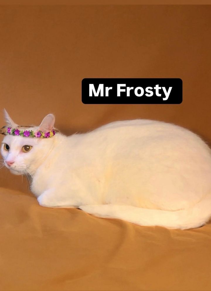 Mr Frosty at Martinez Pet Food Express July 12th 1